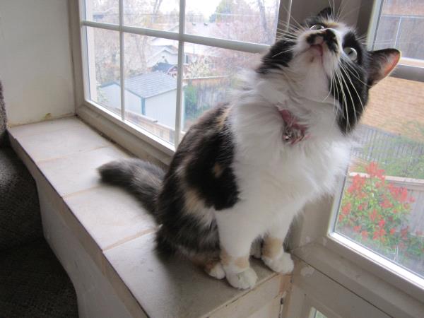 /Images/uploads/Humane Society of Utah/HSUCalendar/entries/925thumb.jpg